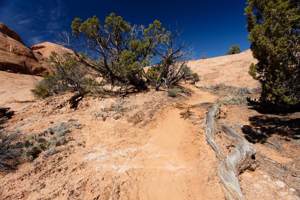 Juniper roots